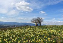 Már fogyó nárcisz túra a Naszályra