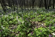 Virág túra a Budai-hegyekben