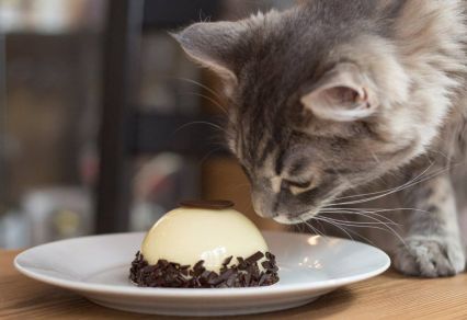 Macská(vé)zás őszi depi ellen